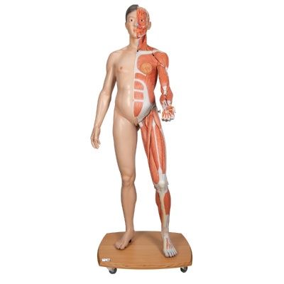 3B Scientific Life-Size Dual-Sex Asian Muscle Anatomy Model (39 Parts)